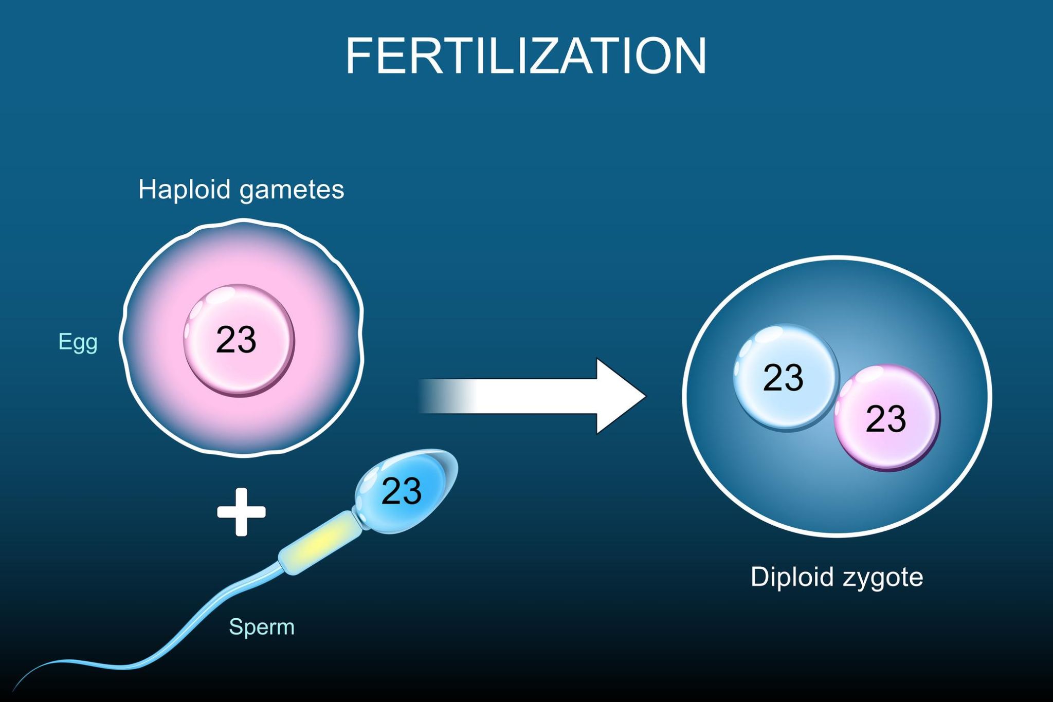 Female Infertility